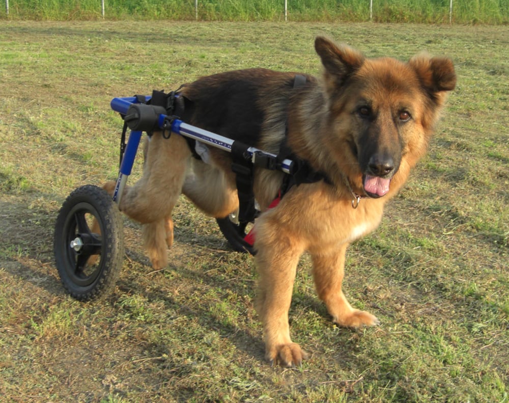 A German Shepherd dog, a somewhat floofy one, using a two-wheeled mobility cart in a grassy field, looking content with its tongue slightly out, and one ear flopped over.