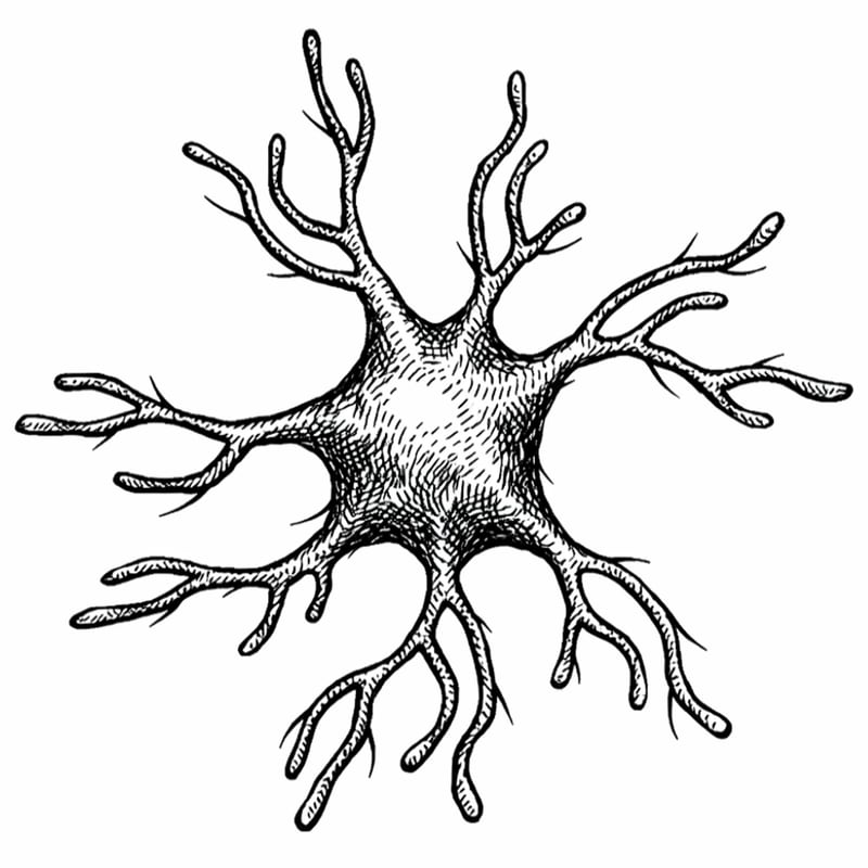 Sketch of a microglial cell, showing a cell body with about a dozen randomly flailing arms about the same length as the body diameter. Very octopusy.