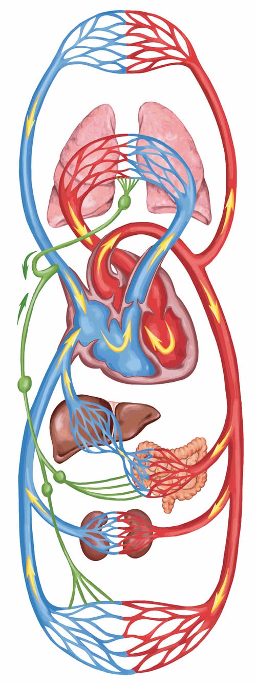 Schematic illustration of the circulatory system, including lymphatics and the most relevant viscera: lungs, heart, kidneys, liver, bowels.