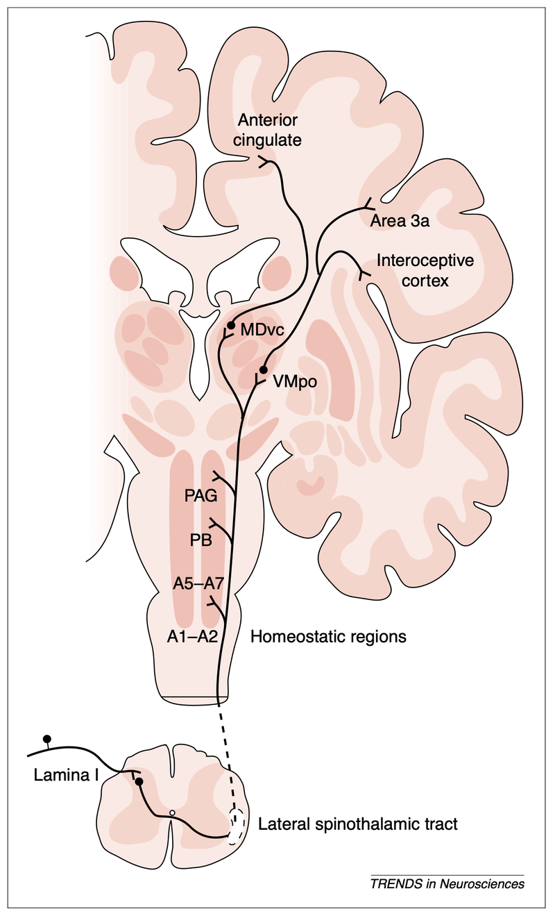 Diagram illustrating the brain regions involved in processing homeostatic emotions like pain, as proposed in a scientific model of interoception. The image outlines neural pathways and anatomical structures relevant to the integration of bodily signals and emotional awareness. From Craig, Trends in Neurosciences, 2003.