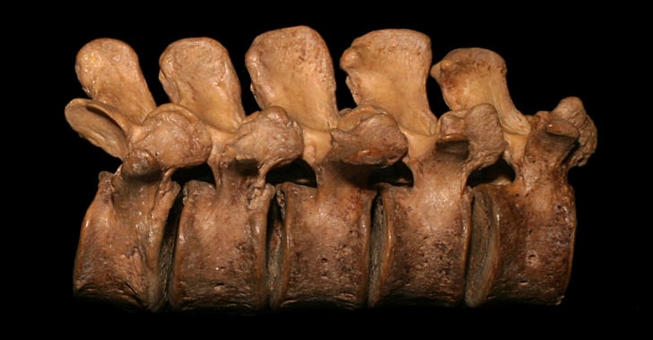 The image shows a section of lumbar vertebrae isolated on a black background. The vertebrae are articulated, meaning they are connected as they would be in the body, showing their relative positioning and alignment. The spinous processes, which are the bony projections you can feel through the skin along the midline of the back, are prominently visible. The overall structure appears healthy and well-preserved, with no obvious signs of damage or disease.