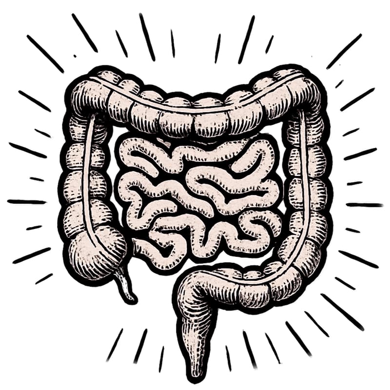 A simple pen & ink illustration of the intestines, emitting rays of “power,” suggesting the that guts are important (to human health).