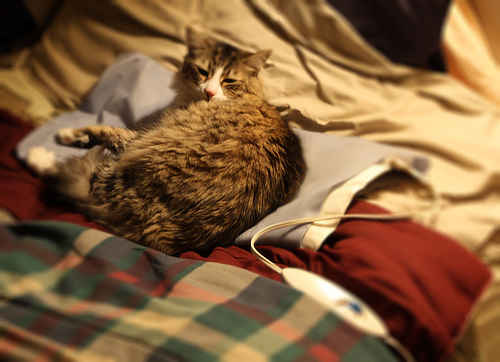 Photograph of a cute, scruffy cat with sleepy eyes lying on a heating pad on a messy bed.