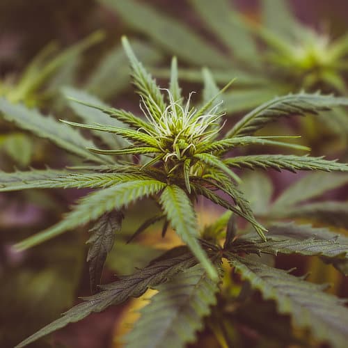 Photo of marijuana plant.