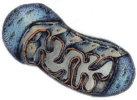 Trigger point toxicity is mitochondrial poop: This is a mitochondria, a cell organ. Millions of them in each cell provide the cell with power. The toxicity of trigger points is caused by their waste products — mitochondrial poop, if you will. The chemistry of acute inflammation is caused by cells spilling their guts into the tissue fluid — quite different!