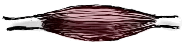 Animated illustration of a generic muscle contracting repeatedly.
