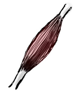 Illustration of a muscle.