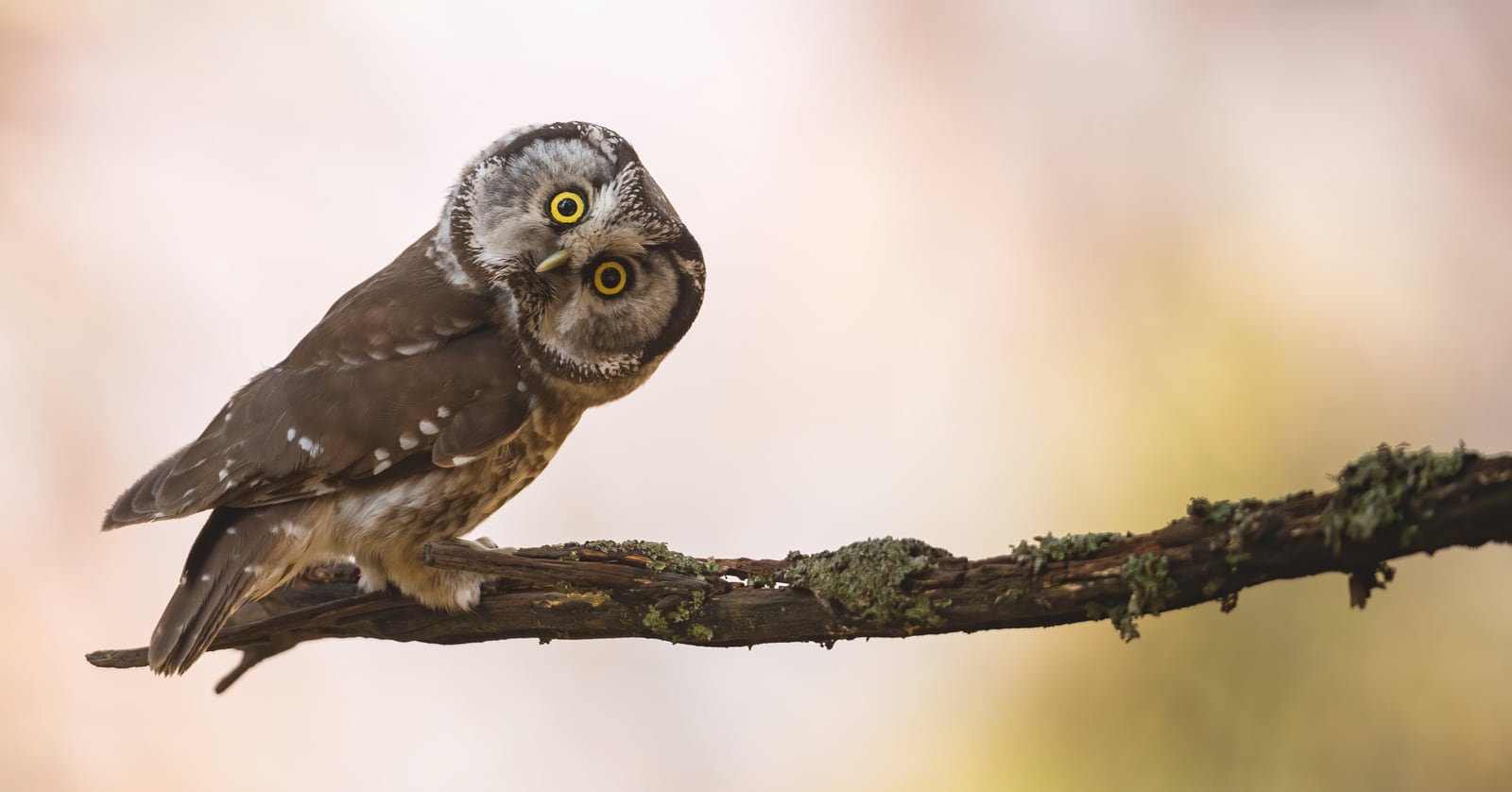 Photo of an owl on a branch with his head tilted and eyes wide, looking very surprised or amazed.