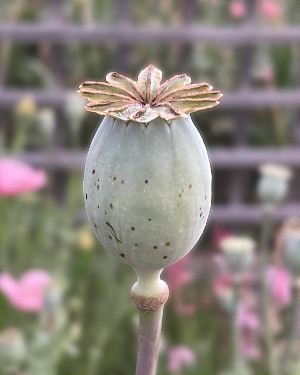 Ripening seed head of an opium poppy.