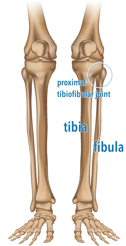 Anatomical diagram of the proximal tibiofibular joint, bones only.