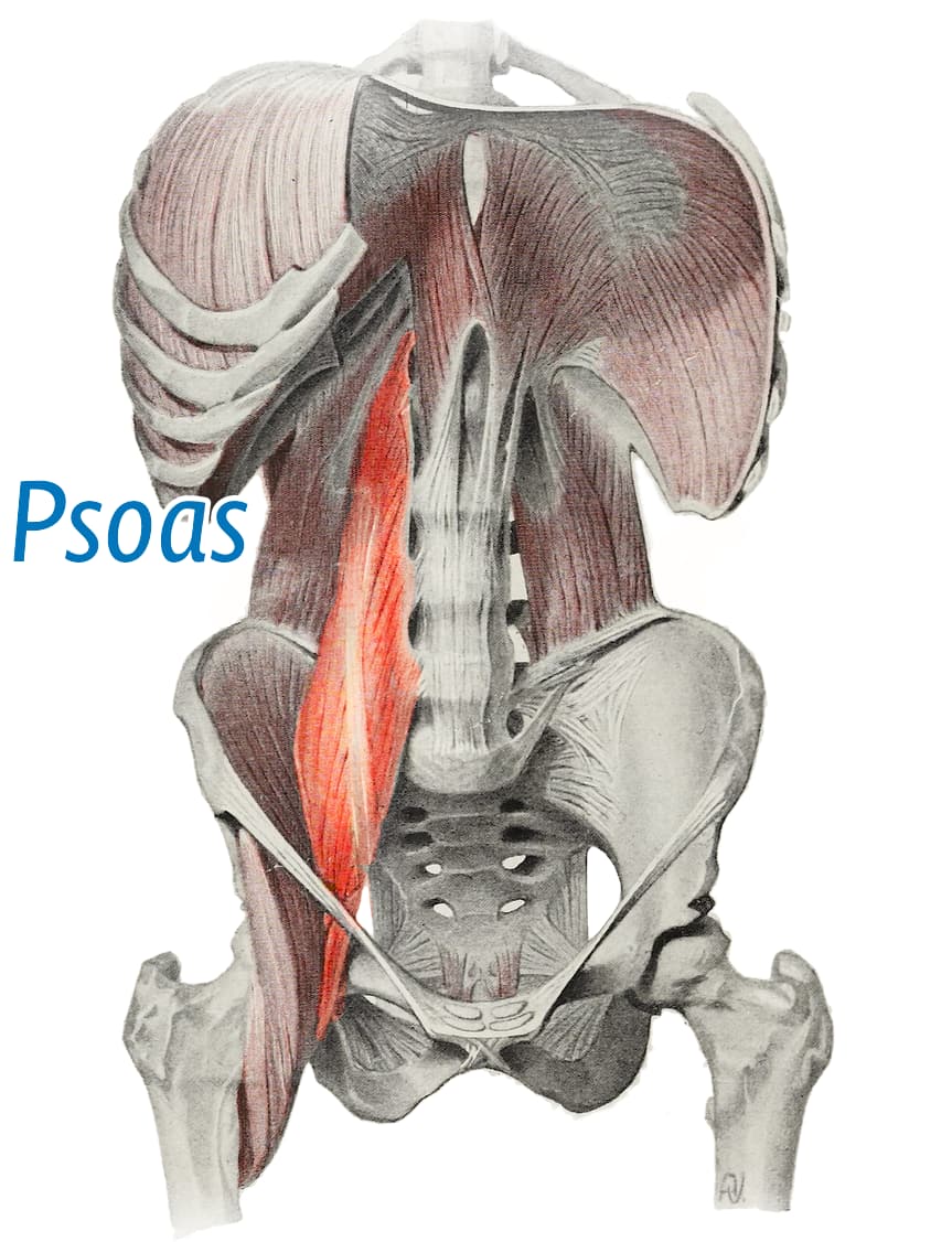 Simple anatomical diagram in a vintage style, showing the abdomen with the viscera removed and the psoas muscle highlighted, originating on the sides of the lumbar vertebra and descending, prominently labelled “psoas.”