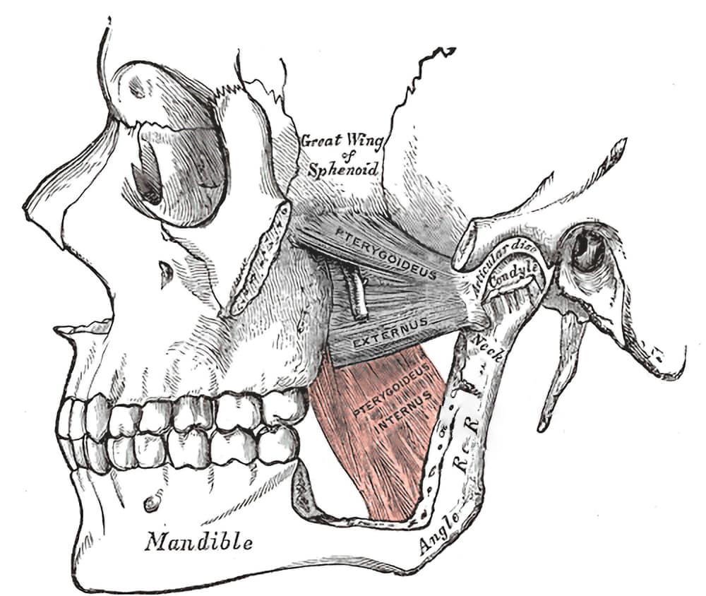 Gray’s Anatomy illustration of the skull with the medial pterygoid muscle highlighted.