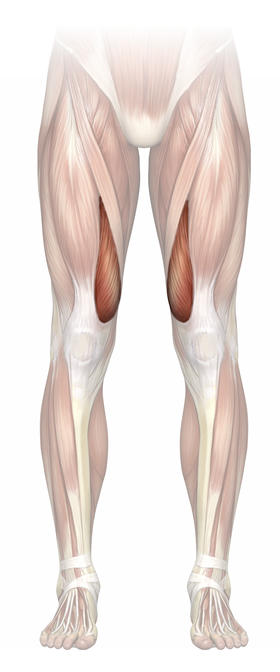 Anatomical illustration of the lower half of a man, dissection revealing the muscles only, highilighting the vastus medialis parts of the quadriceps muscle group, on the inside of the thigh.