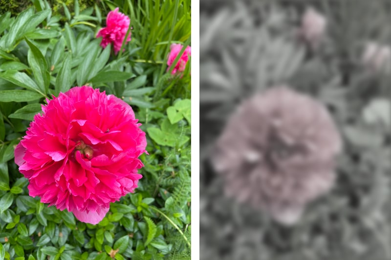 Two versions of a flower photo side-by-side: one as a human would see it, with a vivid pink flower surrounded by green foliage, and the other blurry and so desaturated that it’s barely recognizable.