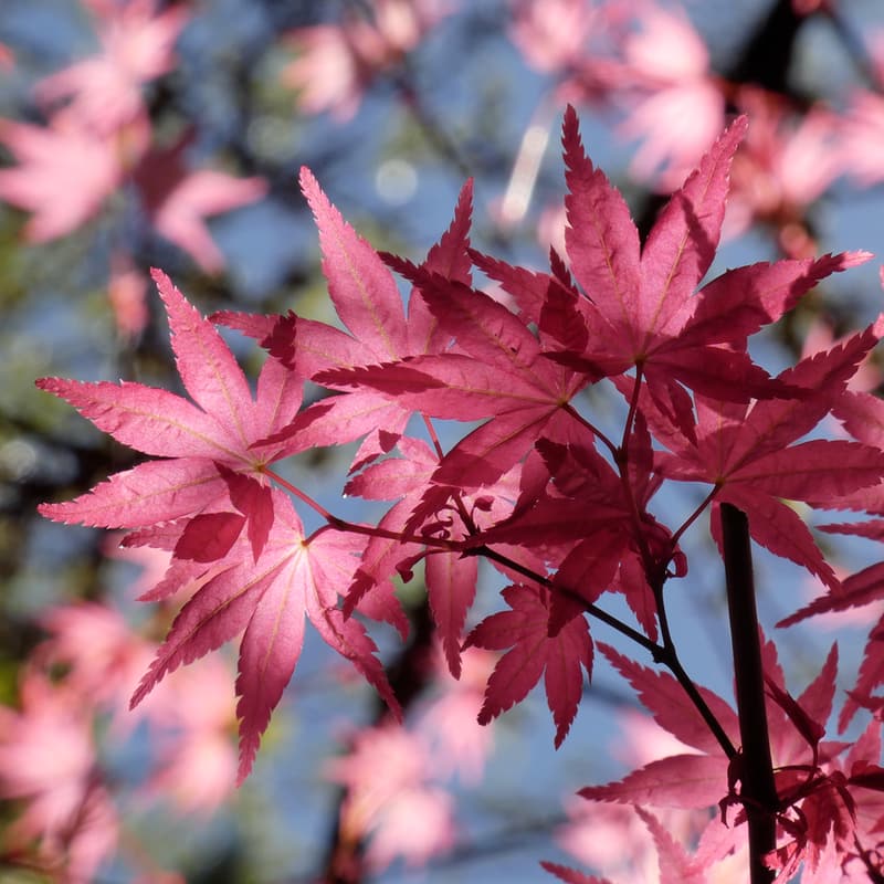 Close-up of the sunlight bright pink leaves of a “red” maple.