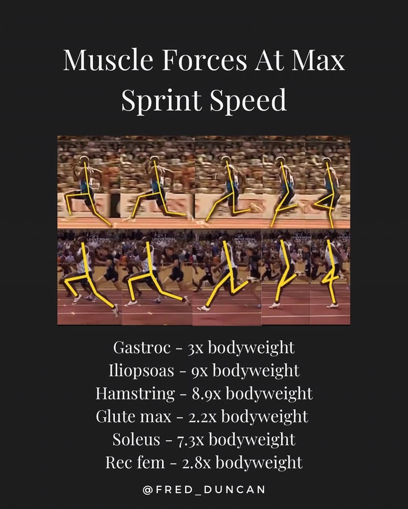 An image showing a sequence of sprinters in motion during a race, with lines illustrating their leg positions at various phases of the sprint. The runners are in different stages of their stride, showing powerful leg extension, knee lift, and foot strike, with each athlete’s body leaning slightly forward to maximize speed. The accompanying text outlines the muscle forces at maximum sprint speed, listing the following multipliers relative to bodyweight: Gastrocnemius (3x), Iliopsoas (9x), Hamstring (8.9x), Gluteus Maximus (2.2x), Soleus (7.3x), and Rectus Femoris (2.8x). These forces highlight the significant biomechanical demands placed on key lower-body muscles during high-speed running.