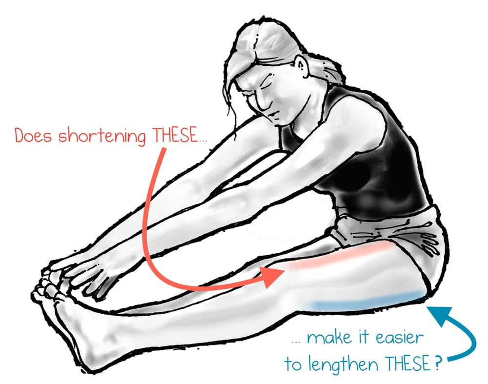 Drawing of a woman stretching her hands towards her toes in a seated position, with a painful expression on her face. Her quadriceps are highlighted in red, and her hamstrings in blue. A label poses the question: “Does shortening THESE (the quads), make it easier to lengthen THESE (hamstrings)?”
