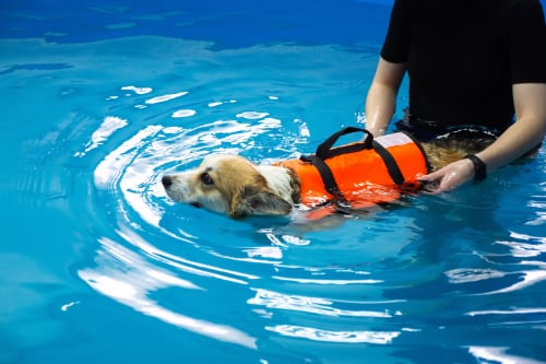 Dog (Corgi) doing in a pool with a bright orange flotation vest and a human helper.
