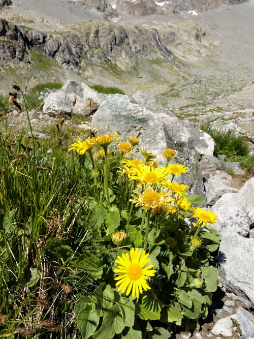 Photograph of Arnica montana flowers in the wild, on top of a ridge.