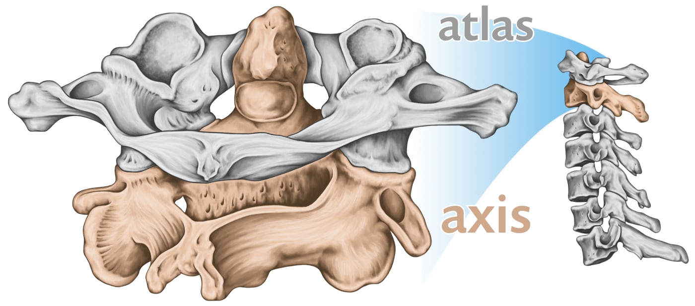 Complex anatomical illustration of the atlas and axis vertebra, contrasting them with different colour and highlighting the unusual feature of the dens, and also showing the atlantoaxial joint’s position in the cervical spine.