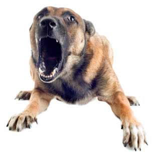 Closeup photo of a dog barking fiercely, representing the scary “bark” of low back pain.
