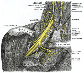 Gray’s anatomy plate 808 of the brachial plexus, strongly highlighting the nerves of the brachial plexus in yellow.