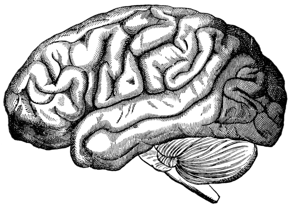 Drawing of a brain.