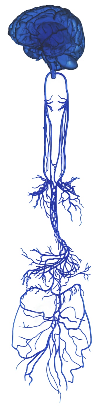 Detailed but abstracted silhouette image of the brain and vagus nerve in glowing blue, as though electrified.