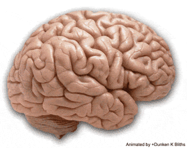 Animated GIF of a realistic looking brain wobbling.