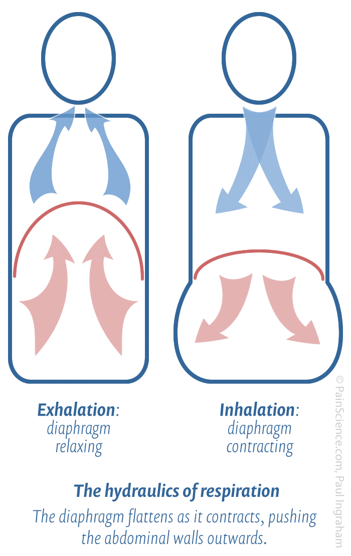 Diagram of the hydraulics of respiration. The diagram shows two simplified torsos, one for inhalation, the other for exhalation. The main difference between them is the shape of the diaphragm: a high dome during exhalation, and much lower and flatter during inhalation.