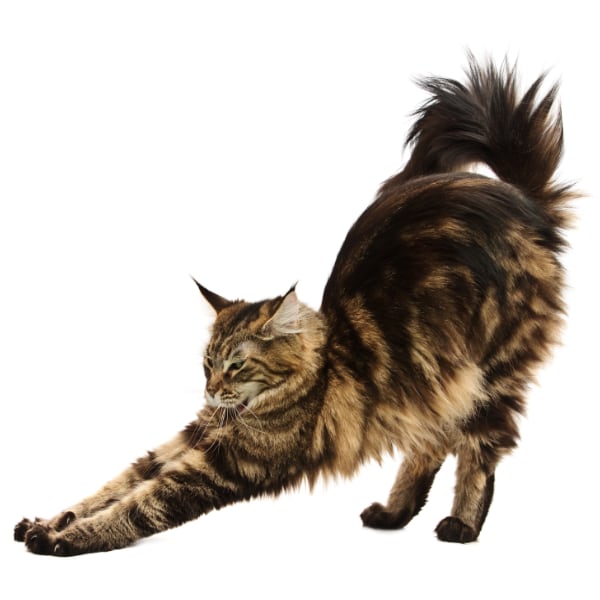 Stretching does feel good, which might make it a bit of a pain-killer. The pleasantness of stretching is represented here by a stretching cat.