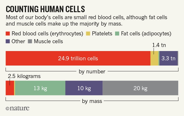 Chart showing cell populations in the human body.