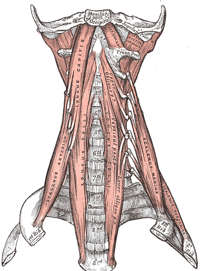 Classic Grey’s Anatomy illustration of the deep anterior muscles of the cervical spine.