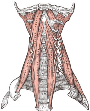 Classic Grey’s Anatomy illustration of the deep anterior muscles of the cervical spine.