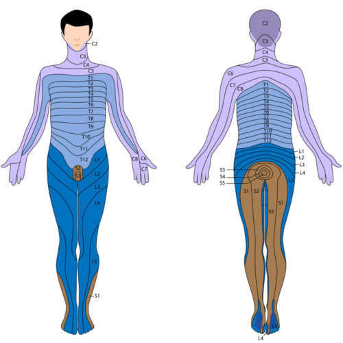 A standard dermatome diagram.
