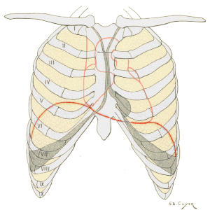 Anatomical illustration of the diaphragm, depicting the prominent domed shape behind the ribs.