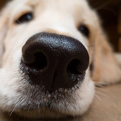 Close up of a golden retriever’s nose.
