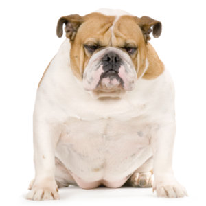 Photo of an overweight bulldog.