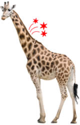 Whimsical photograph of a giraffe with neck pain, decorated with illustrated red stars emanating from his neck.
