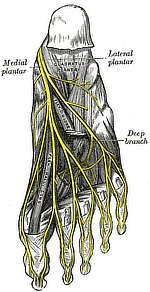 Gray’s Anatomy, Plate 833, nerves of the bottom of the foot
