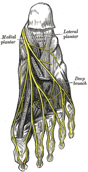 Plantar fascia nerve sales