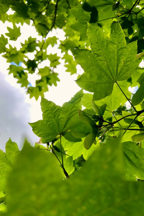 Photo of through green leaves to bright sky.