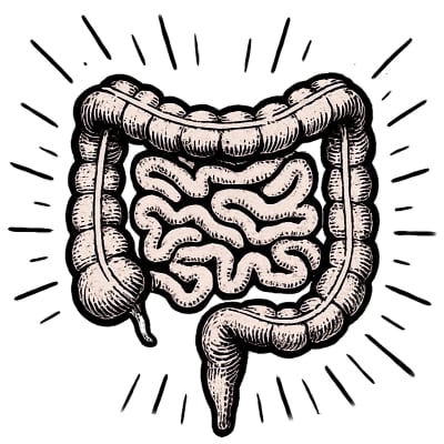 A simple pen & ink illustration of the intestines, emitting rays of “power,” suggesting the that guts are important (to human health).