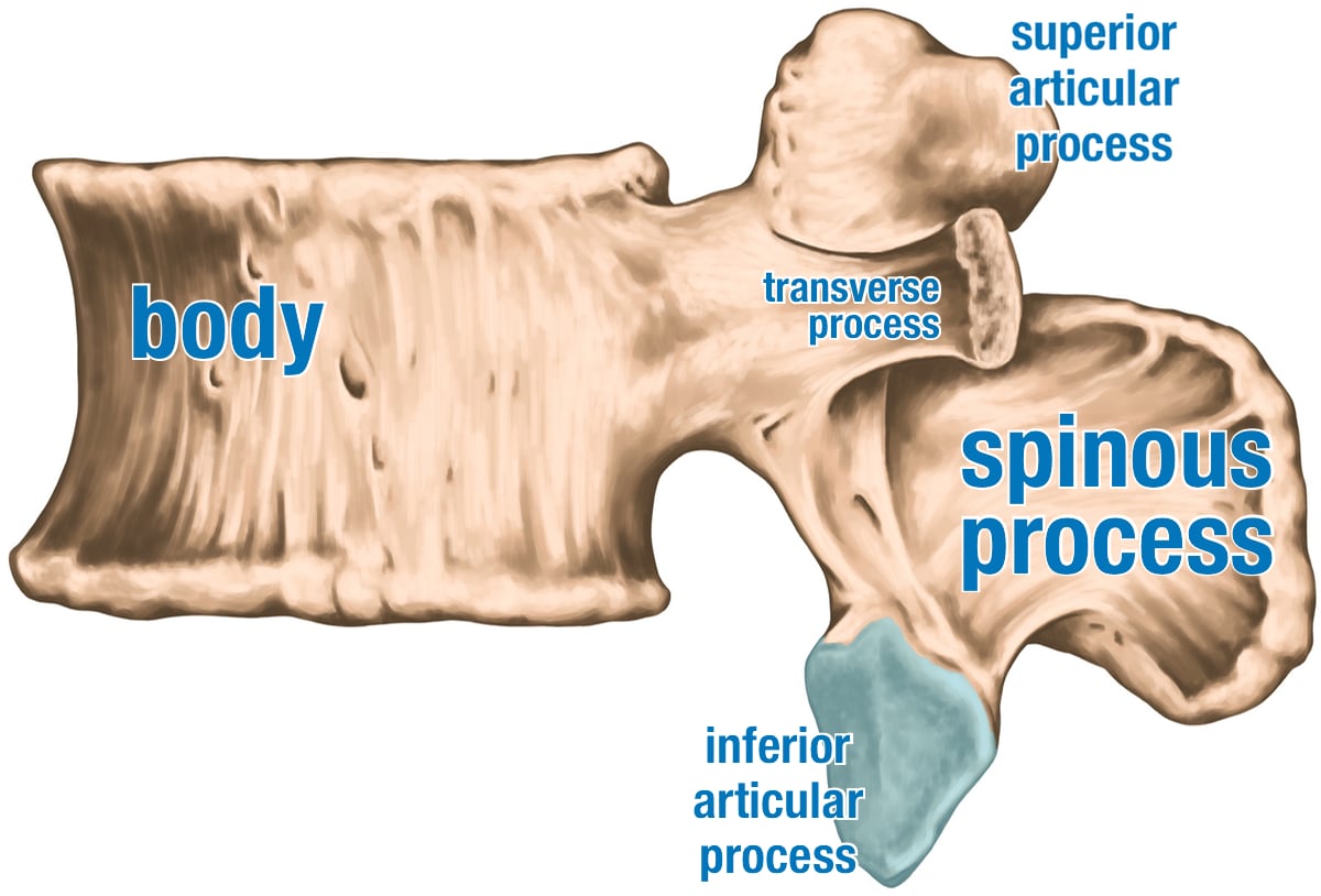 Illustration of a lumbar vertebra, side view, with bold blue labels for the body, spinous process, and three processes: spinous, superior, and inferior.