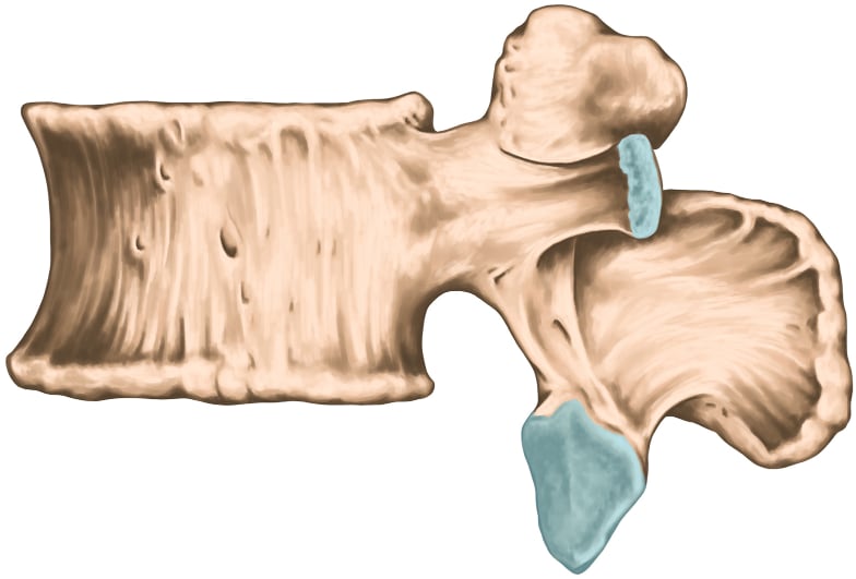 Anatomical illustration of a lumbar vertebra joint, unlabelled, showing prominent blue joint surfaces at the costovertebral joint and facet joint.