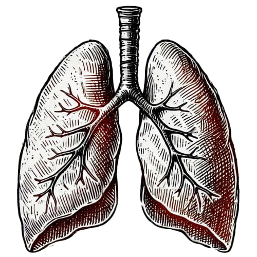 Simple pen & ink illustration of a pair of lungs, not anatomically correct, tinted red unevenly indicated inflammation/disease.