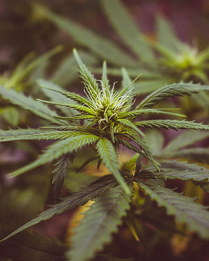 Photo of marijuana plant.