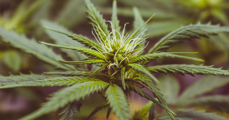Photo of marijuana plant.
