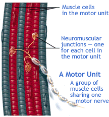 Diagram of a muscle motor unit