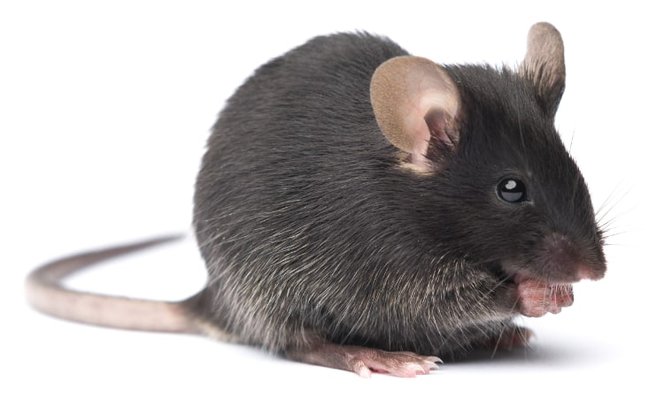 Photo of a dark grey mouse, sitting up a little and eating something with his cute widdle front paws.